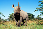 AFW 05 MH0030 01
Black Rhinoceros Standing In Grassland Against Blue Sky Zimbabwe