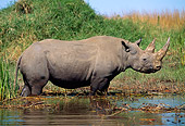 AFW 05 MH0031 01
Black Rhinoceros Standing In Watering Hole Zimbabwe