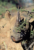 AFW 05 MH0032 01
Head Shot Of Black Rhinoceros Standing In Savanna