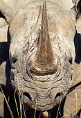 AFW 05 MH0033 01
Head Shot Of Black Rhinoceros Standing In Savanna