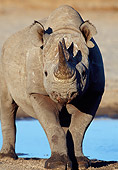 AFW 05 MH0034 01
Black Rhinoceros Standing By Watering Hole Namibia