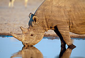AFW 05 MH0035 01
Portrait Of Black Rhinoceros Drinking From Watering Hole Namibia
