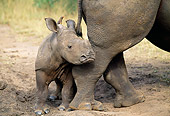 AFW 05 MH0037 01
Baby White Rhinoceros Standing By Mother South Africa