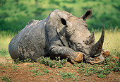 AFW 05 MH0039 01
Muddy White Rhinoceros Resting On Savanna South Africa