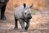 AFW 05 MH0041 01
White Rhinoceros Calf Walking Through Grass In South Africa