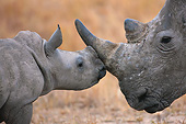 AFW 05 MH0042 01
Close-Up Of White Rhinoceros Calf Nuzzling Mother In South Africa