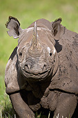 AFW 05 MH0043 01
Portrait Of Black Rhinoceros Standing On Grass Kenya