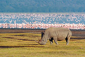 AFW 05 NE0028 01
White Rhinoceros Grazing With Flamingos In Distance Lake Nakuru National Park, Kenya