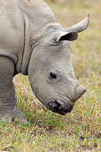 AFW 05 NE0029 01
Portrait Of Young White Rhinoceros Grazing At Lake Nakuru National Park, Kenya