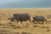 AFW 05 NE0030 01
White Rhinoceros Mother And Baby Grazing At Lake Nakuru National Park, Kenya