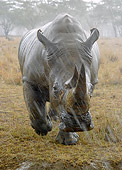AFW 05 NE0031 01
White Rhinoceros Walking Through Rain At Lake Nakuru National Park, Kenya