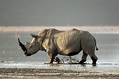 AFW 05 NE0032 01
White Rhinoceros Walking Along Water With Flamingos In Distance At Lake Nakuru National Park, Kenya