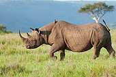 AFW 05 NE0033 01
White Rhinoceros Walking Through Masai Mara National Reserve, Kenya