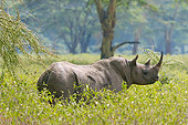 AFW 05 NE0034 01
Black Rhinoceros Standing In Brush Lake Nakuru National Park, Kenya