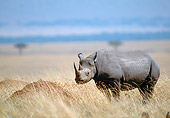 AFW 05 NE0035 01
Black Rhinoceros Standing In Serengeti Plains Masai Mara, Kenya