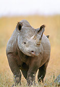 AFW 05 NE0036 01
Black Rhinoceros Standing In Serengeti Plains Masai Mara, Kenya