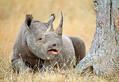 AFW 05 NE0037 01
Black Rhinoceros Resting In Serengeti Plains Masai Mara, Kenya