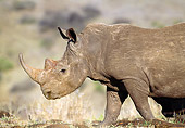AFW 05 NE0040 01
White Rhinoceros Grazing In Savanna Kenya