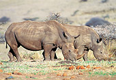 AFW 05 NE0041 01
Two White Rhinoceroses Grazing In Savanna Kenya