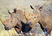 AFW 05 NE0042 01
Two White Rhinoceroses Standing In Savanna Kenya