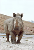 AFW 05 RK0021 01
Rhinocerus Standing Facing Camera