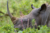 AFW 05 RW0005 01
Close-Up Of Black Rhinoceros In Lake Nakuru National Park, Kenya