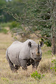 AFW 05 RW0006 01
Black Rhinoceros Walking Through Grass Ol Pejeta Conservancy, Kenya