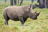 AFW 05 RW0007 01
White Rhinoceros Walking Through Grass In Lake Nakuru National Park, Kenya