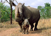 AFW 05 WF0002 01
White Rhinoceros Mother And Young Standing On Path