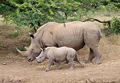 AFW 05 WF0003 01
White Rhinoceros Mother And Young Walking On Path