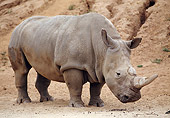 AFW 05 WF0004 01
White Rhinoceros Standing On Dirt