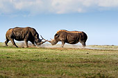 AFW 05 DB0003 01
White African Rhinos Fighting In African Habitat