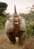 AFW 05 DB0005 01
Head On Shot Of Black Rhinoceros Charging