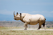AFW 05 DB0007 01
Black Rhinoceros Running On Savanna