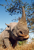 AFW 05 KH0001 01
Close-Up Of Black Rhinoceros Standing On Savanna