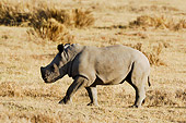 AFW 05 NE0001 01
White Rhinoceros Walking On Savanna Kenya