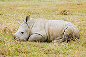AFW 05 NE0002 01
White Rhinoceros Calf Resting On Savanna Kenya