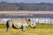 AFW 05 NE0005 01
White Rhinoceros Standing On Savanna Near Lake And Flock Of Birds Kenya