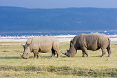 AFW 05 NE0008 01
White Rhinoceros Mother And Calf Grazing On Savanna Near Lake And Mountains Kenya