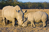 AFW 05 NE0009 01
White Rhinoceros Mother And Calf Grazing On Savanna  Kenya