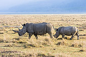 AFW 05 NE0010 01
White Rhinoceros Mother And Calf Walking On Savanna  Kenya