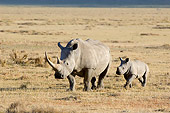 AFW 05 NE0011 01
White Rhinoceros Mother And Calf Walking On Savanna Kenya