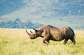 AFW 05 NE0016 01
White Rhinoceros Walking On Savanna Kenya