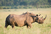 AFW 05 NE0017 01
White Rhinoceros Walking On Savanna Birds Riding On Back Kenya