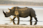 AFW 05 NE0018 01
White Rhinoceros Walking In Water Kenya