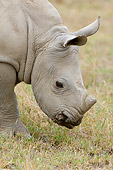 AFW 05 NE0020 01
White Rhinoceros Calf Grazing On Savanna Kenya Close Up