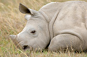 AFW 05 NE0021 01
White Rhinoceros Calf Sleeping On Savanna Kenya Close Up