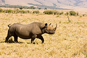 AFW 05 NE0023 01
Black Rhinoceros Walking On Savanna Kenya