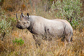 AFW 05 NE0024 01
Black Rhinoceros Standing In Tall Grass On Savanna Kenya