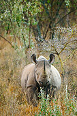AFW 05 NE0025 01
Black Rhinoceros Standing In Tall Grass By Tree On Savanna Kenya Head On